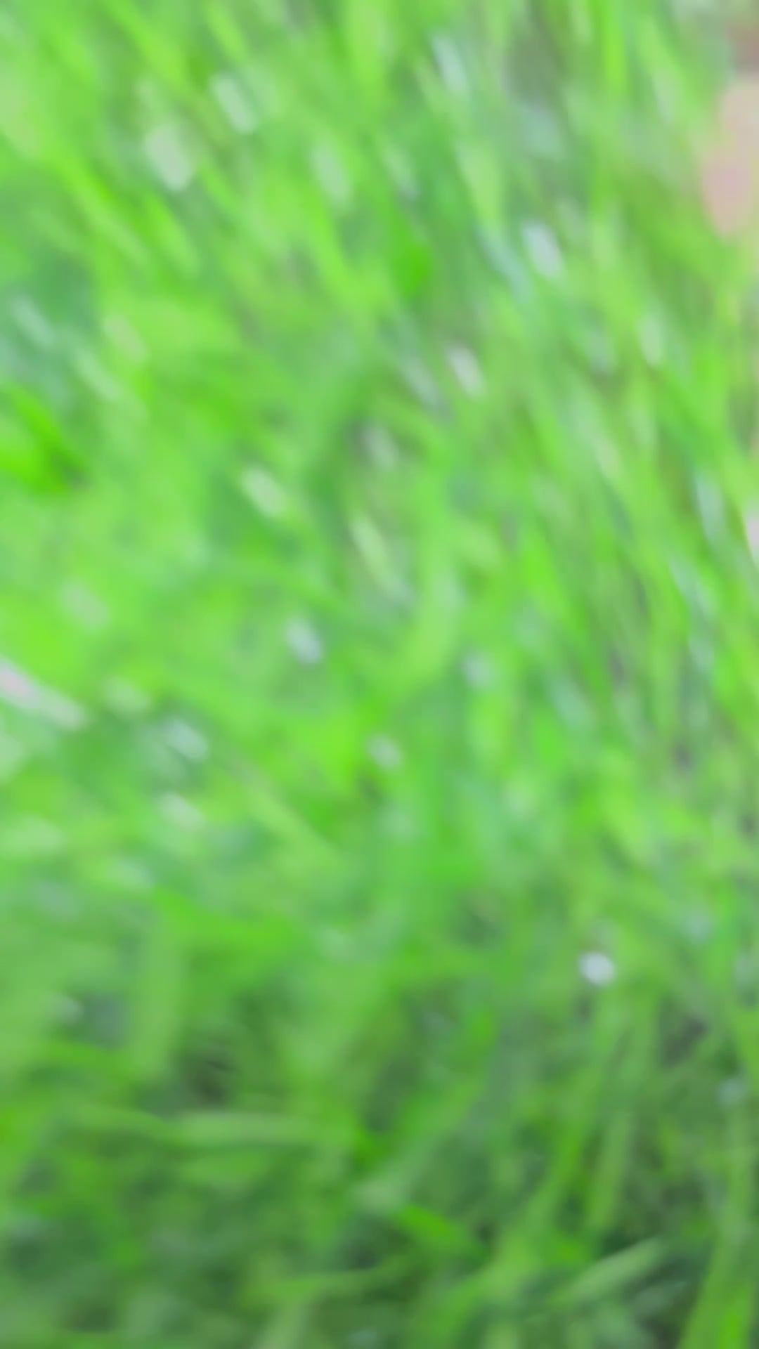 Do What You Love Socks